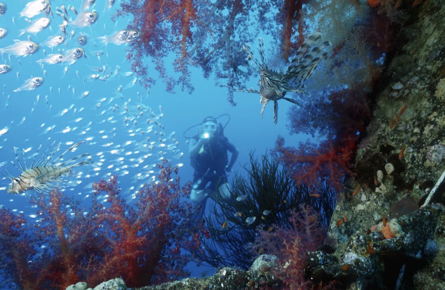 Scuba diver exploring coral and marine life in Aqaba, Jordan