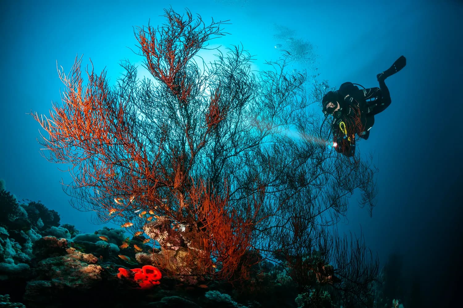 Coral reef and marine life in the Red Sea at Aqaba, Jordan